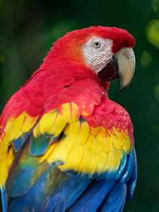 芳草萋萋鹦鹉洲大红金刚鹦鹉澳门大型红色,黄色和蓝色中美洲和南美洲