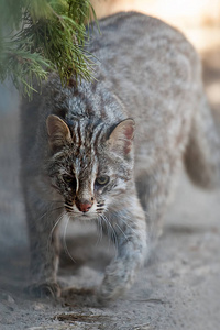 阿穆尔豹猫孟加拉豹猫.生活在东南亚热带雨林的野生动物.