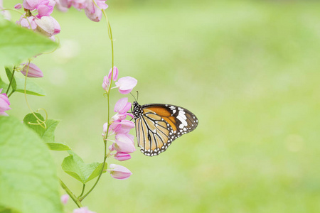 粉红花藤蔓植物上的蝴蝶图片