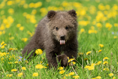熊崽玩图片-熊崽玩素材-熊崽玩插画-摄图新视界