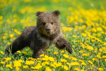 两只幼熊玩图片