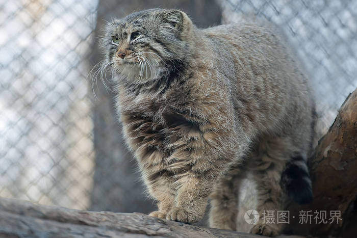 曼努尔生活在中亚的草原和山地草原上.