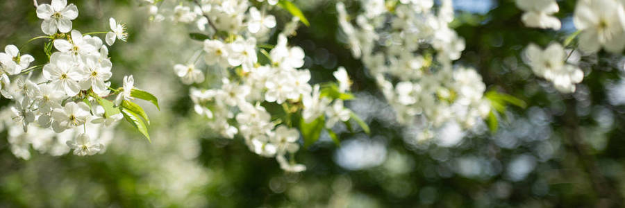 背景模糊的苹果树枝上有白花图片