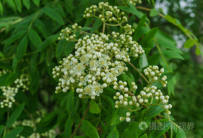 枝头上还没有盛开的山灰花。