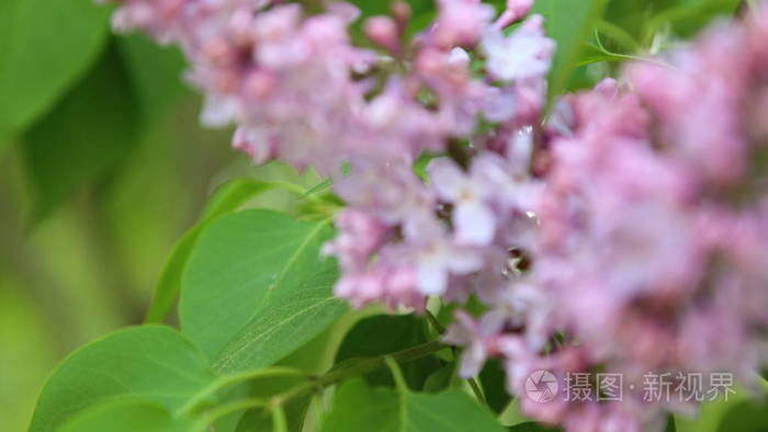 行动 移动 美女 高清 紫罗兰 电影 植物学 视频 颜色