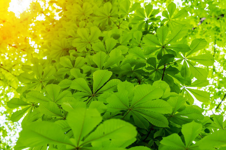 天然绿色的树叶图片