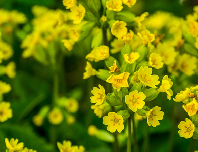 盛开的野一品红图片