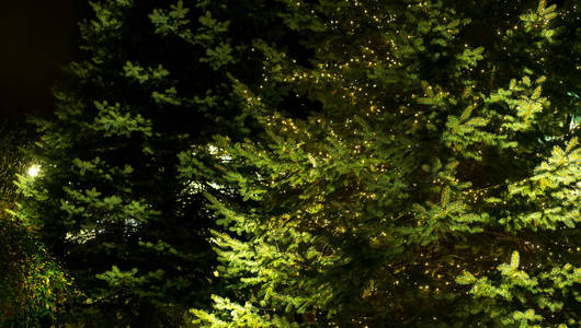 夜晚用圣诞灯装饰的户外树图片