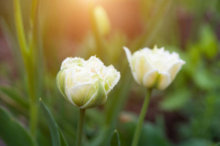 两朵美丽的白色郁金香图片
