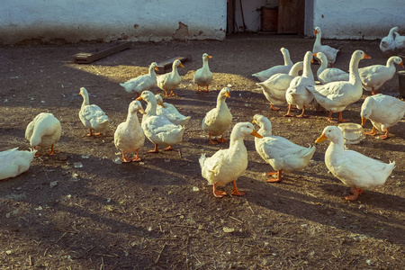 秋日农家院子里的家养白鹅图片