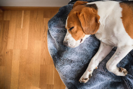 小猎犬比格犬睡在家里的沙发上照片