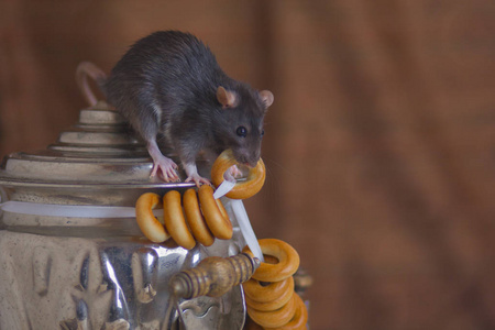 老鼠偷食物.灰老鼠吃干了.照片