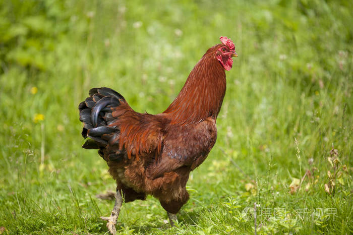 农场里的公鸡特写绿草背景