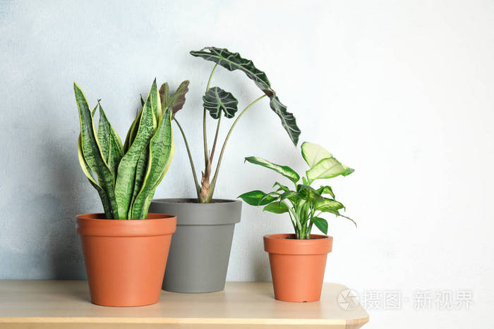 靠近光墙的桌子上摆放着异国情调的盆栽植物 家居装饰品照片 正版商用图片2jmn5y 摄图新视界