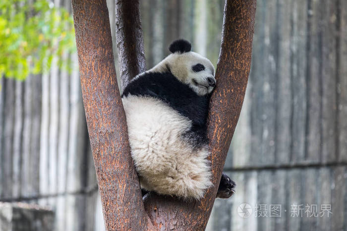 中国四川动物园的熊猫
