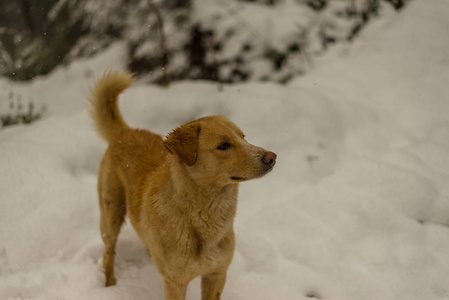 在雪地上奔跑嬉戏图片