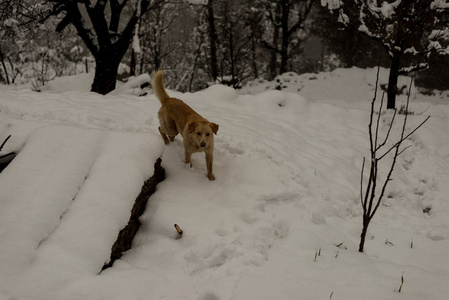 在雪地上奔跑嬉戏图片