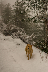 在雪地上奔跑嬉戏图片