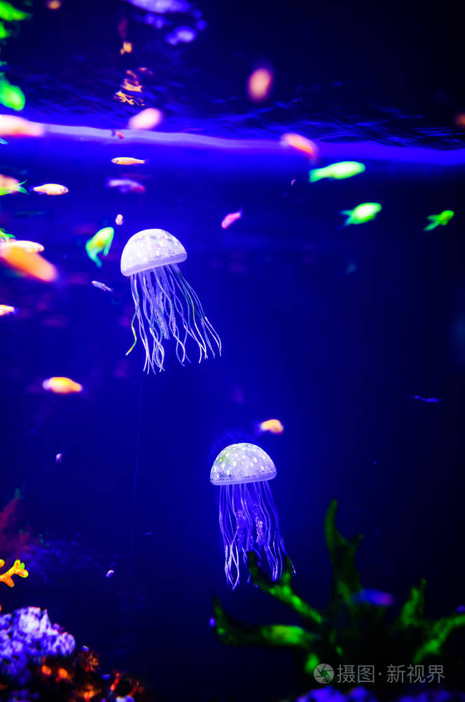 美丽的水母水母在霓虹灯下与鱼在一起a