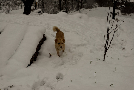 在雪地上奔跑嬉戏图片