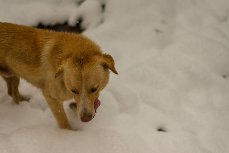 在雪地上奔跑嬉戏图片