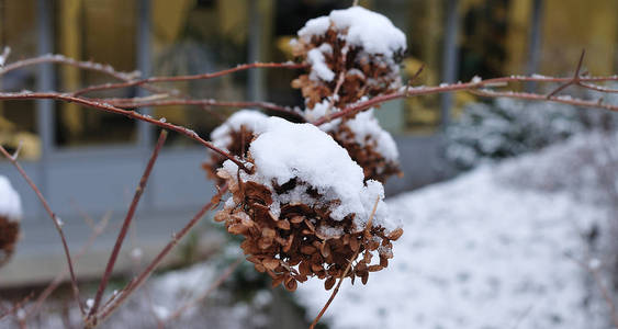 绣球花枯萎的头上有雪图片