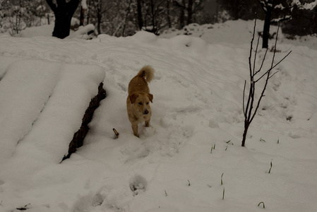 在雪地上奔跑嬉戏图片