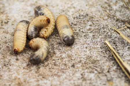 小蠹虫小蠹虫幼虫小木虫灰色背景下的小甲虫幼虫照片