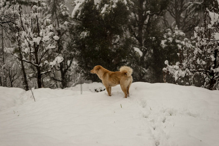 在雪地上奔跑嬉戏图片