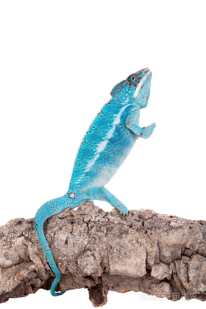 黑豹变色龙白色的雪豹