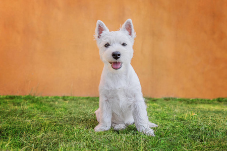 梗演播室拍摄了一个可爱的西部高地白色猎犬和一个苏格兰猎犬躺在黑色