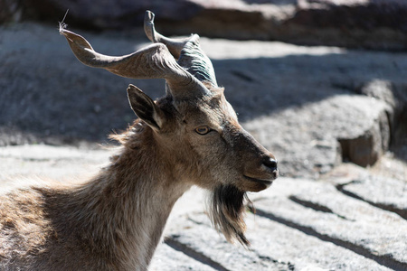 螺旋山马克尔人,也被称为螺旋角山羊角隼照片