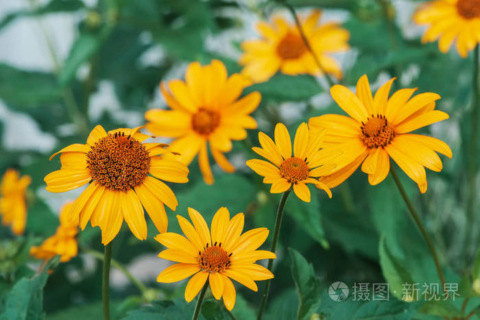 植物 块茎 花序 风景 开花 朝鲜蓟 小花 盛开 秋天 向日葵