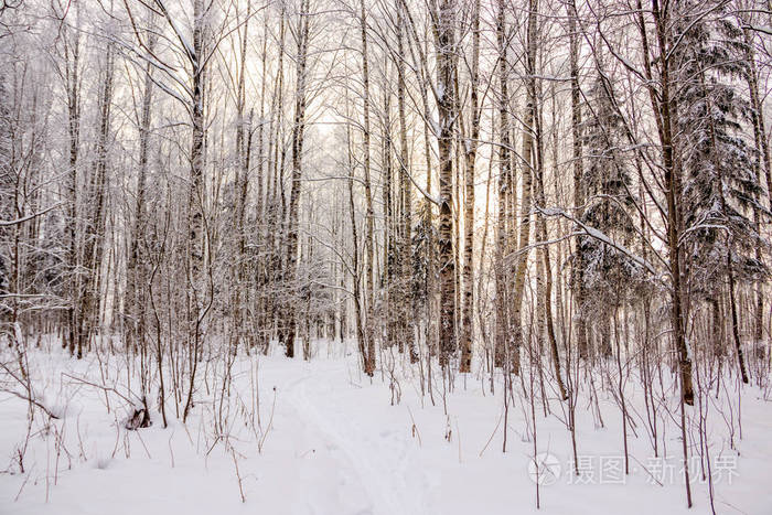 桦树 阳光 气候 冷冰冰的 公园 俄语 早晨 天气 俄罗斯