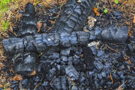 已灭绝的篝火森林中已熄灭的火的木炭.特写.照片