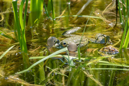 纯绿色的大青蛙图片