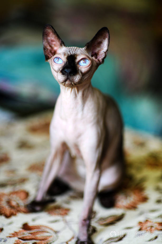 一只漂亮的灰色狮身人面像猫