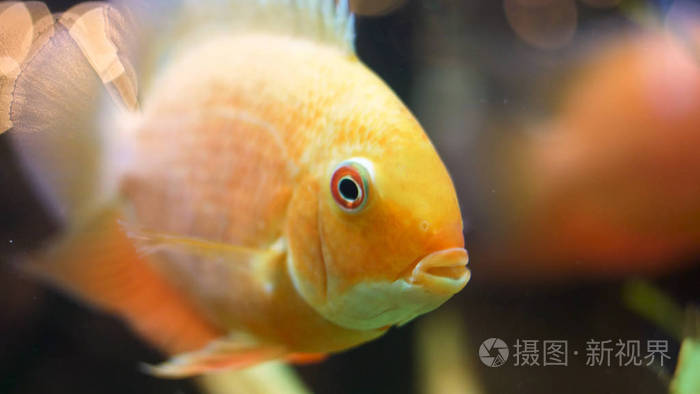 在水族馆里的金鱼的面部特写镜头框架金鱼张开闭上嘴移动鳍水下生活