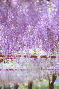 紫藤紫藤四月迷人的紫色瀑布图片
