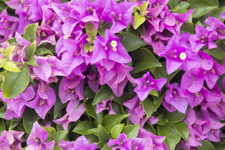 盛开的紫红色图片