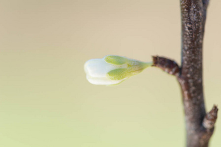 樱花细节图片