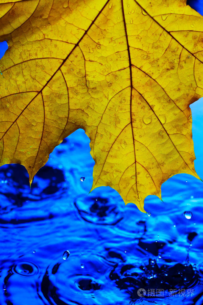 屏幕保护图案的背景墙纸雨中黄色的秋叶披在蓝色的水面上用蓝色的水溅