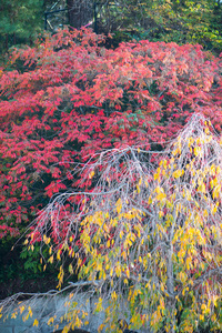 宫城岛秋季的红叶和黄叶图片