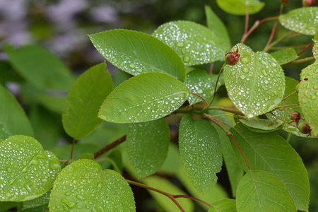 雨后的绿叶上布满了水珠图片