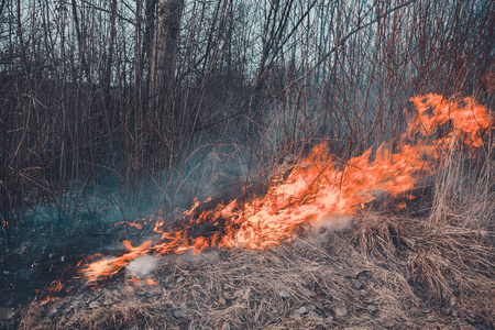 野外焚烧干草,对环境有害,污染环境和空气,破坏植物群照片