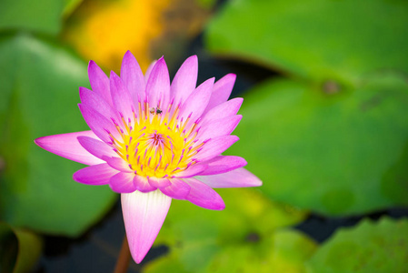 池中的粉红色睡莲花和蜜蜂图片