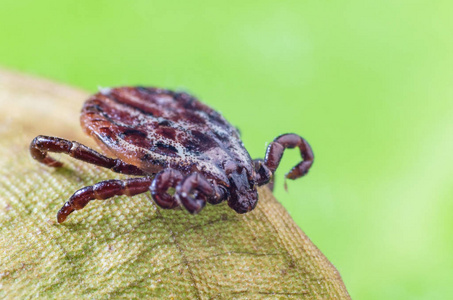 这种螨虫寄生在一片干燥的叶子上,是一种危险的寄生虫,也是传染病的