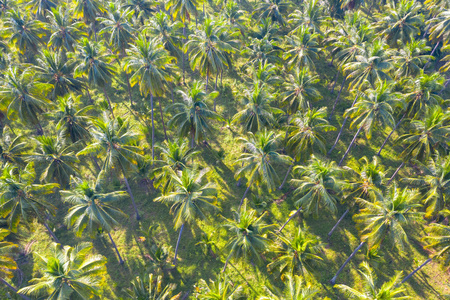 椰子园绿地农业产业化图片