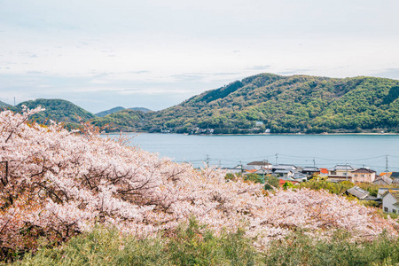 樱花海图片