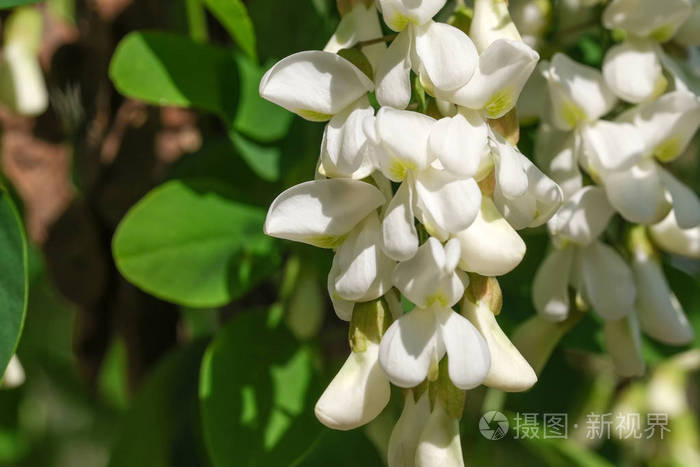 白相思花照片 正版商用图片2jpbay 摄图新视界 白相思花照片 正版商用图片2jpbay 摄图新视界